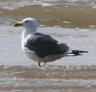 Alternate Plumaged Lesser Black-backed Gull