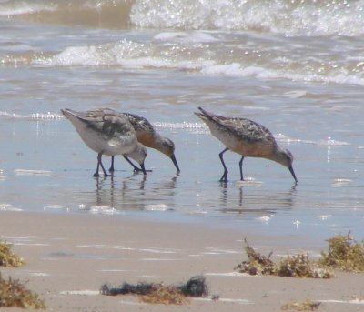 Molting into Alternate Plumage Red Knot