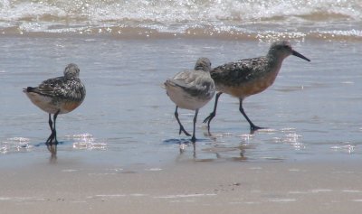 Molting into Alternate Plumage Red Knot