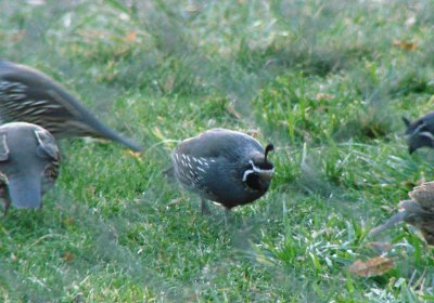 Male California Quail