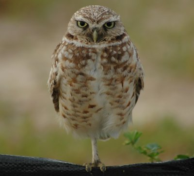 Western Burrowing Owl