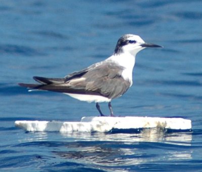 Bridled Tern, Basic Plumage