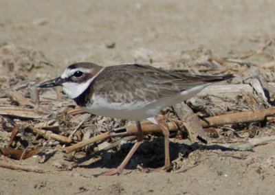 Alternate Plumaged Wilson's Plover