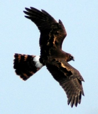 Female Northern Harrier