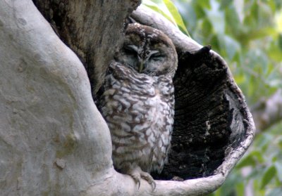 Interior West Spotted Owl