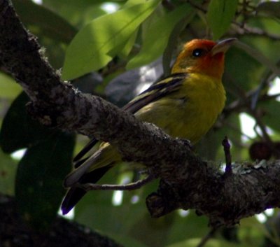 Alternate Plumaged Male Western Tanager