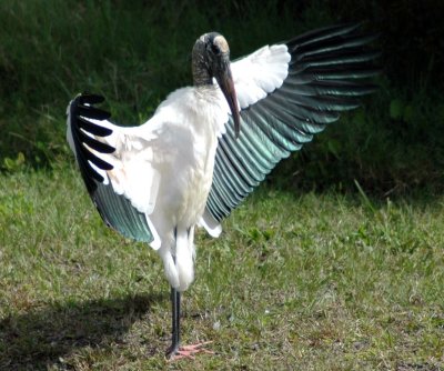Wood Stork Drying its Wings