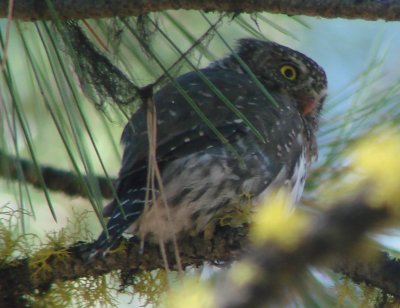 Interior West Northern Pygmy-Owl