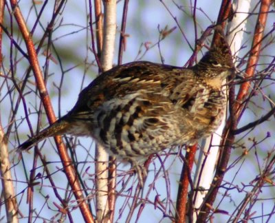 Ruffed Grouse