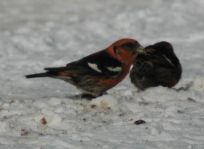 White-winged Crossbill