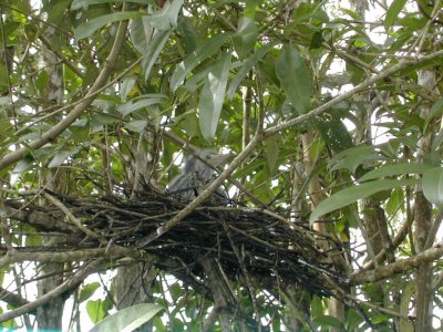 Blue Heron nestlings 2.jpg