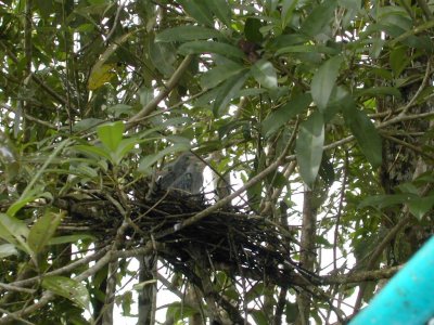 Blue Heron nestlings.jpg