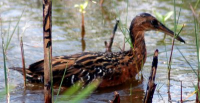 Male King Rail