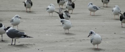 Basic Plumaged Bonaparte's Gulls with Laughing Gulls and Skimmers