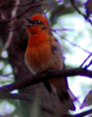Flame-colored Tanager (3), Male