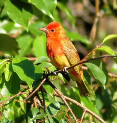1st Spring Male Summer Tanager