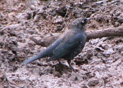 Molting into Alternate Plumage Male Rusty Blackbird