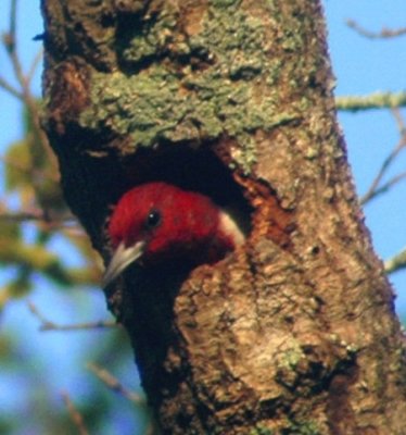 Red-headed Woodpecker