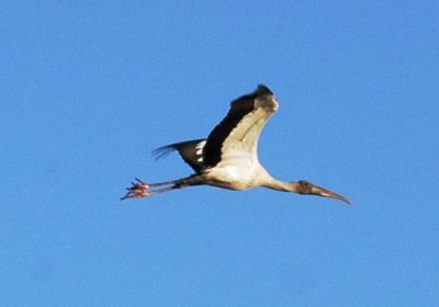 Wood Stork, Juvenile in Flight