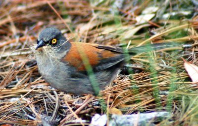Yellow-eyed Junco