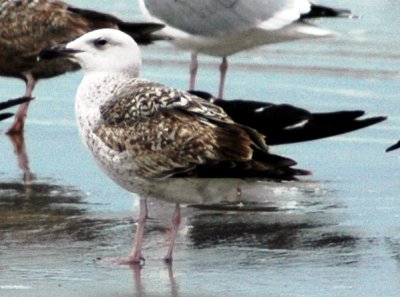 1st Cycle Great Black-backed Gull