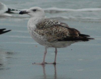 1st Cycle Great Black-backed Gull