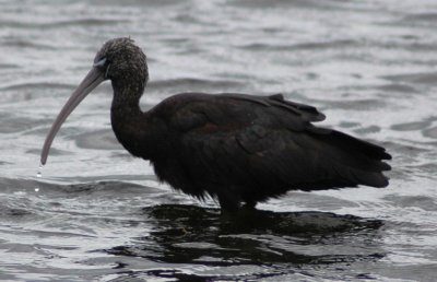 Basic Plumaged Glossy Ibis