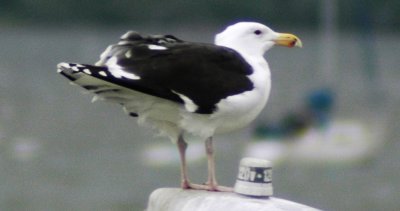 Alternate Plumaged Great Black-backed Gull
