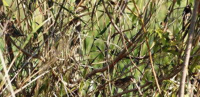 Le Conte's Sparrows