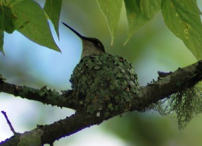 Female Hummingbird in nest