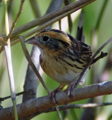 Le Conte's Sparrow