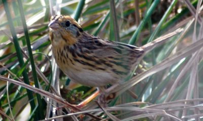 Le Conte's Sparrow