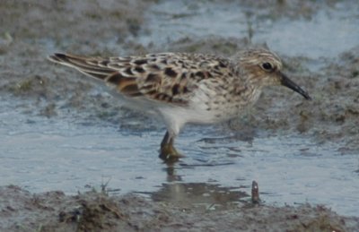 Least Sandpiper in Molt