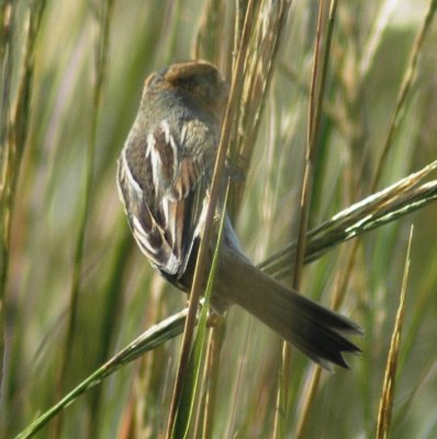 Interior Nelson's (Sharp-tailed) Sparrow
