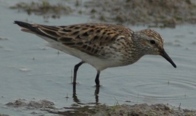 Alternate Plumaged White-rumped Sandpiper