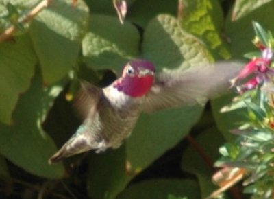 Male Annas Hummingbird