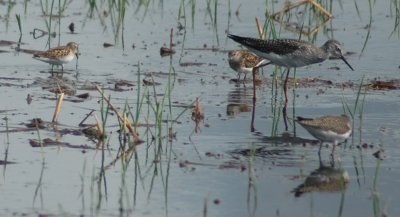 Lesser Yellowlegs, Solitary Sandpiper, and Two Peep Species