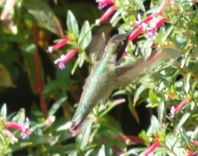 Male Anna's Hummingbird