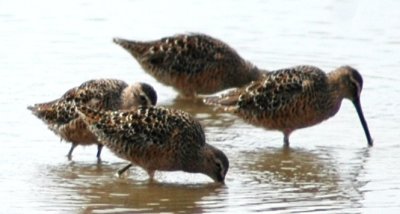 Alternate Plumaged Long-billed Dowitchers