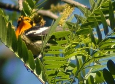 Male Blackburnian Warbler