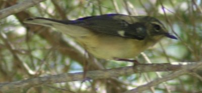 Female Black-throated Blue Warbler