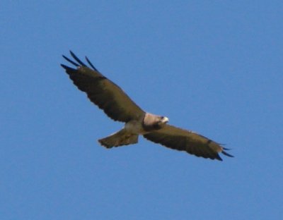Light Morph Swainson's Hawk