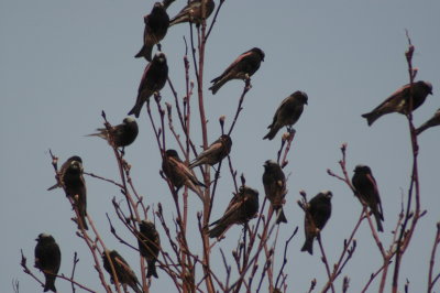 Black Rosy-Finches