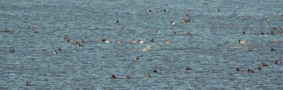 Canvasback and Redheads