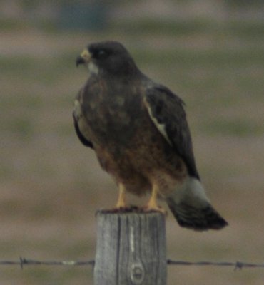 Intermediate Morph Swainson's Hawk