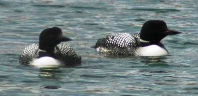 Alternate Plumaged Common Loons