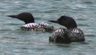 Alternate Plumaged Common Loons