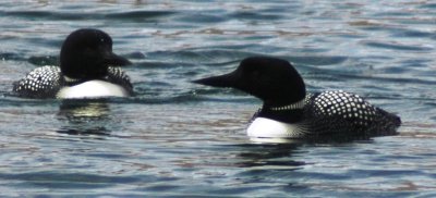 Alternate Plumaged Common Loons