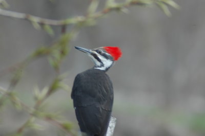 Female Pileated Woodpecker