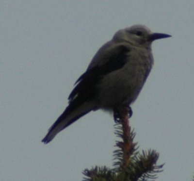 Clark's Nutcracker